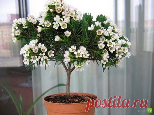 Одноклассники