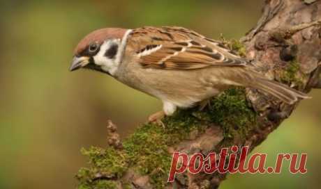 О воробьях интересное.