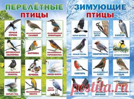 КАРТОЧКИ для ЗАНЯТИЙ с ДЕТЬМИ "ЗИМУЮЩИЕ и ПЕРЕЛЕТНЫЕ ПТИЦЫ"
 
 
Вам понравился этот материал? Сделайте репост к себе на стену.