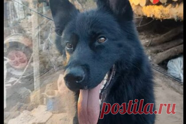 Овчарка спасла шестерых бойцов СВО от атаки ВСУ ценой своей жизни