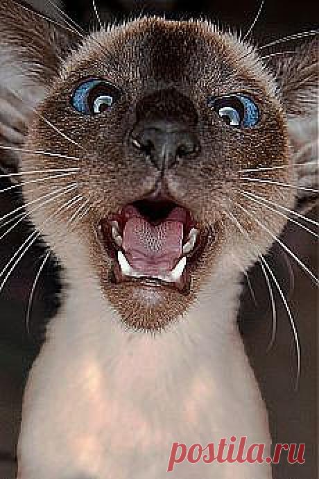 Отдай сосиску!!