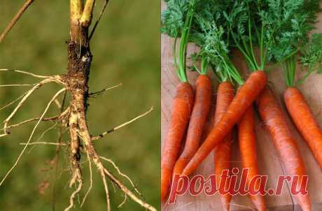 Продукты, мутациям которых мы только рады