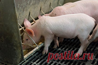 Китай закупит свинину для спасения экономики. Китай планирует начать закупать свинину у местных производителей для государственных резервов — так власти страны пытаются спасти экономику, которой угрожает дефляция. Закупками займутся профильные ведомства КНР. Пекин рассчитывает, что меры помогут поднять цены на свинину до должного уровня.