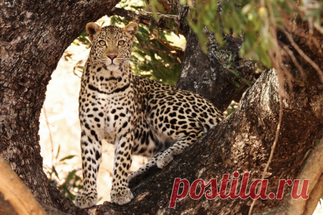 The stare Leopard stare.  Kruger Park  Near Lower Sabie rest camp.  Thanks for your comments, even on my poorer shots!