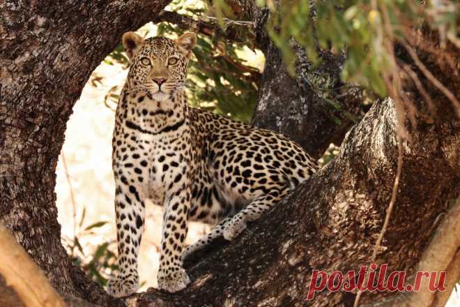 The stare Leopard stare.  Kruger Park  Near Lower Sabie rest camp.  Thanks for your comments, even on my poorer shots!