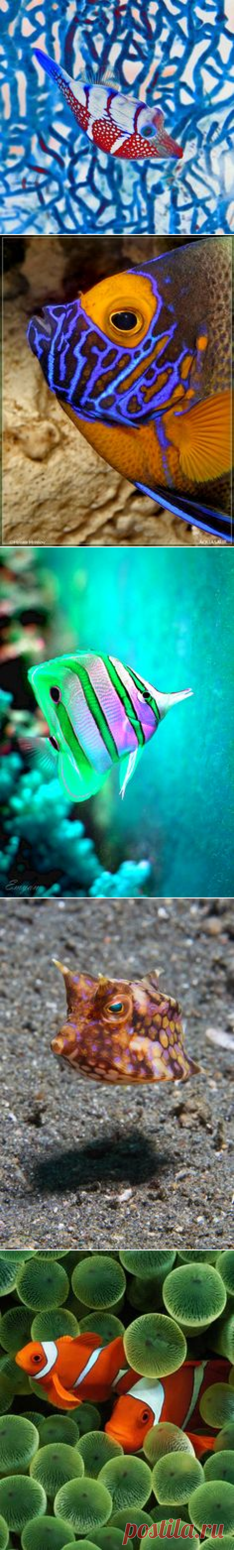 (204) awesome little fish | fishies