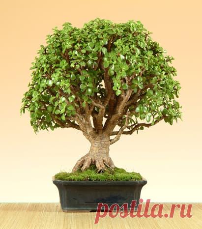 Бонсай, комнатные растения, подарки