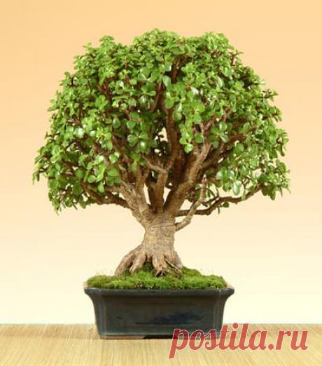 Бонсай, комнатные растения, подарки