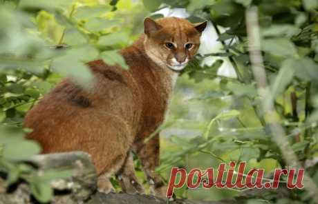 13 обаятельных диких кошек, большинство из которых можно погладить только один раз в жизни / AdMe