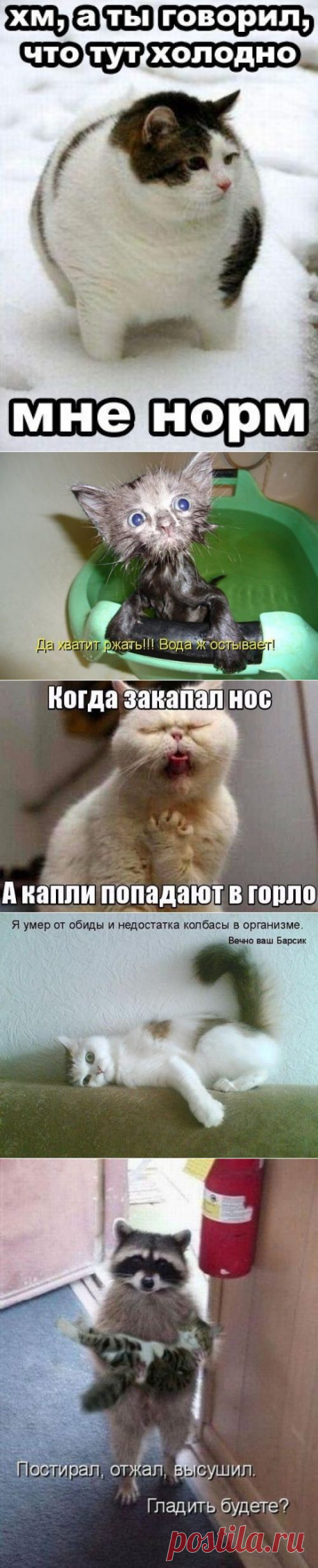 котики Поиск