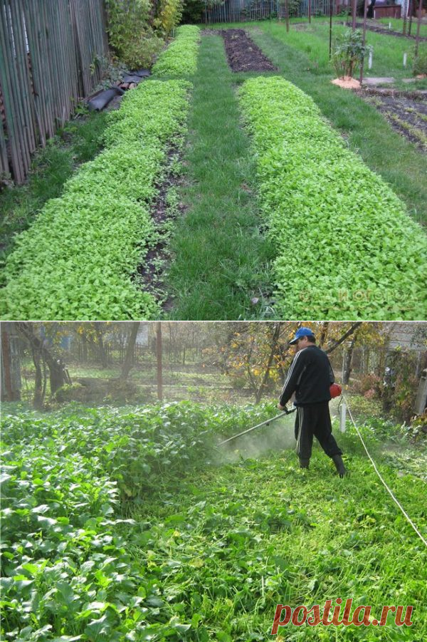 Посев горчицы. Можно посеять горчицу весной. Горчица на огороде. Удобрение из горчицы. Можно посеять горчицу весной.