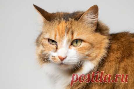 Кошка смотрит странно? Это может быть синдром Горнера — и ждать нельзя Статья автора «ikoshkiru - Мир кошек» в Дзене ✍: Кошка прищурилась, зрачок на одном глазу заметно меньше, вылезло третье веко — первое, о чём думает владелец, — это конъюнктивит.