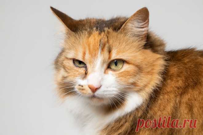 Кошка смотрит странно? Это может быть синдром Горнера — и ждать нельзя Статья автора «ikoshkiru - Мир кошек» в Дзене ✍: Кошка прищурилась, зрачок на одном глазу заметно меньше, вылезло третье веко — первое, о чём думает владелец, — это конъюнктивит.