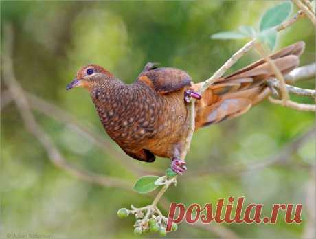 Сем. Голубиные (Columbidae)
Бурый кукушковый голубь (Macropygia phasianella)