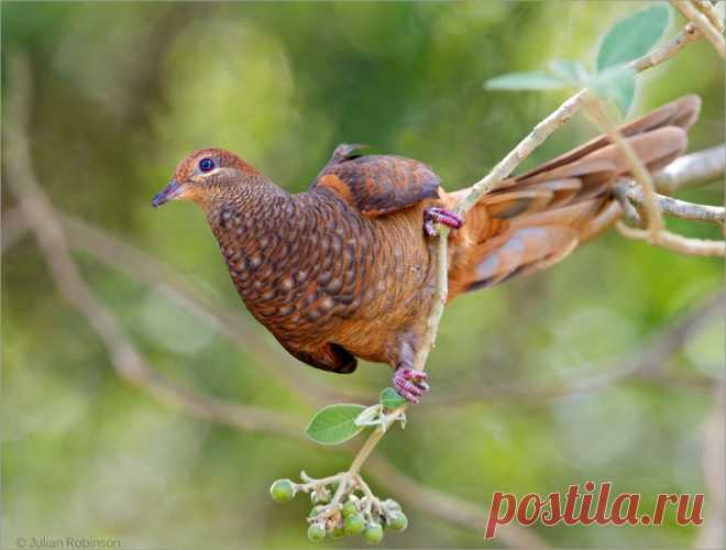 Сем. Голубиные (Columbidae)
Бурый кукушковый голубь (Macropygia phasianella)
