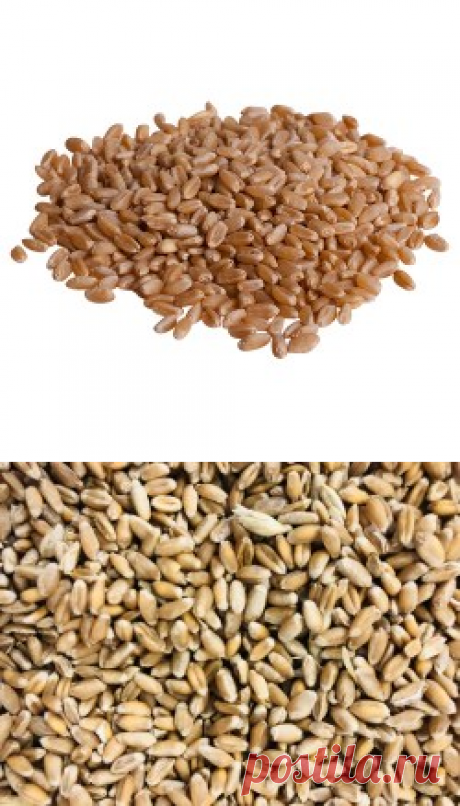 Пшеница зерна купить в Москве | Шеф Орех