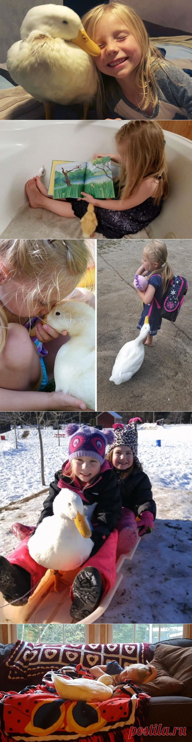 5-летняя девочка и её утка Снежинка, которая считает девочку своей мамой и ходит за ней по пятам - Путешествуем вместе