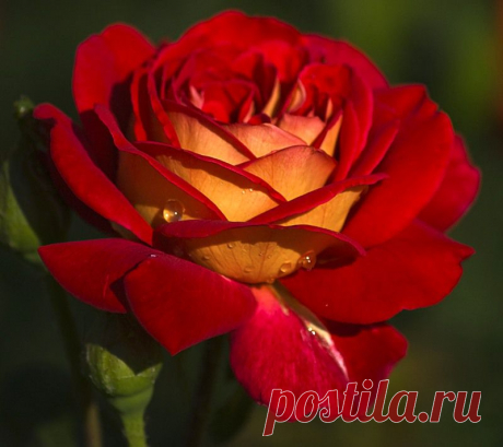 tasha7 — «Чашу любви удержу я в руках...» на Яндекс.Фотках