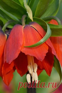 Crown Imperial Lily - Fritillaria imperialis