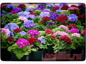 Краснуха винограда: лечение, признаки, распространение