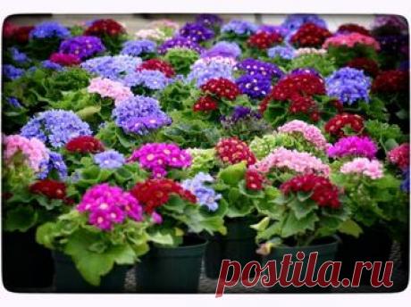 Краснуха винограда: лечение, признаки, распространение