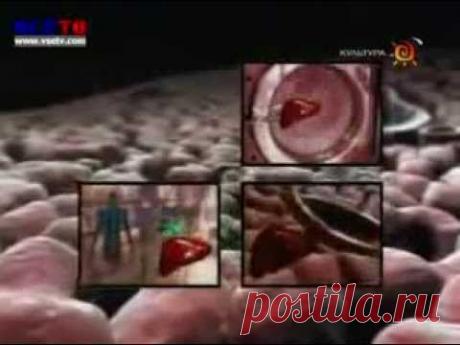 Печень строение и ее функции. .