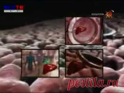 Печень строение и ее функции. .