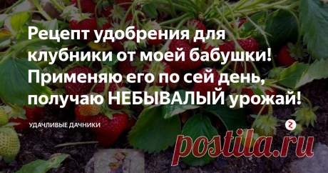 Рецепт удобрения для клубники от моей бабушки! Применяю его по сей день, получаю НЕБЫВАЛЫЙ урожай!