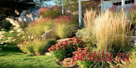 Декоративные злаки для сада - Сад и огород