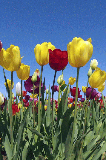 Wildflower