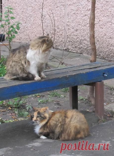 кошки