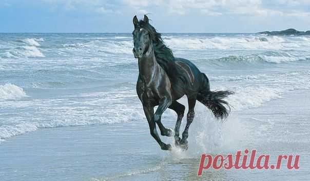 Чтобы подкова принесла удачу, нужно вк / Основы бизнеса