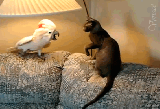 i-14811.jpg (516×350)