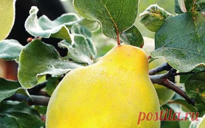 Болезни айвы: фото и борьба с ними с помощью химических средств