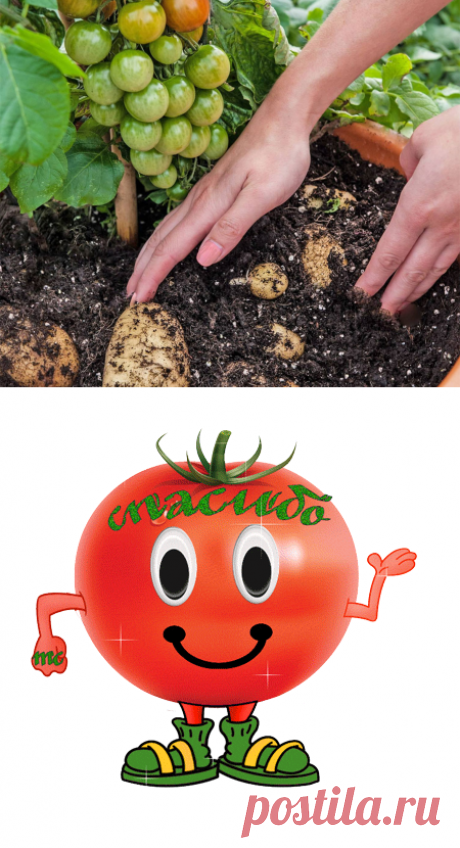 Огурец – на тыкву, помидор – на баклажан, или зачем делать прививки на овощах?