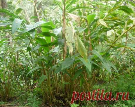 Кардамон, свойства, пряность, применение, противопоказания