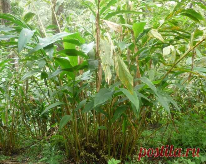 Кардамон, свойства, пряность, применение, противопоказания