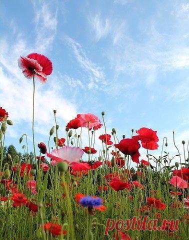 (19) Одноклассники