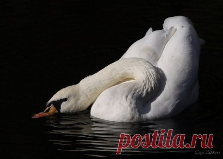 Лебединая соната \ фотограф Зоя Лаптева