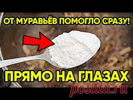 Я Не Верил, Но От Муравьев Помогло Сразу, Прямо На Глазах / Топ 3 Способа Проверенных !