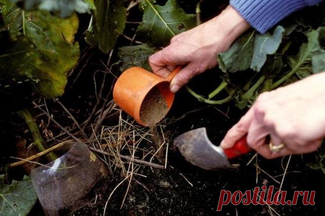 Чем подкормить ягодные кустарники осенью?
