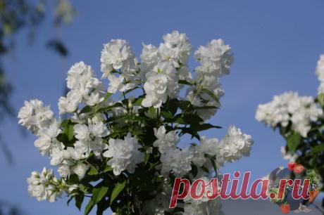 Жасмин – кустарник, посадка и уход на даче и в саду Жасмин кустарник – посадка и уход, размножение, обрезка, как сформировать куст чубушника, пересадка, укрытие на зиму, агротехника выращивания, секрет пышного цветения