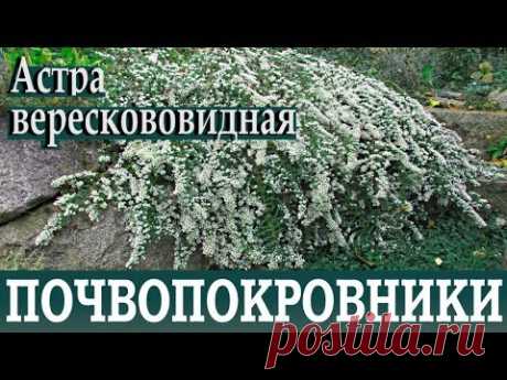 Почвопокровные растения для сада, для дачи  Астра верескововидная