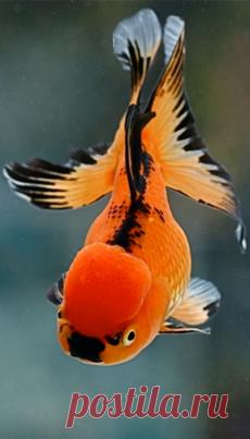 КРАСНЫЕ ВОЛНЫ