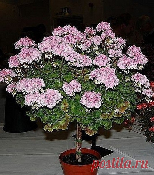 Одноклассники