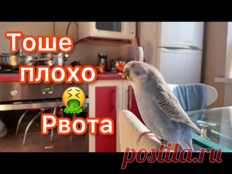 РВОТА У ПОПУГАЯ || МОЙ ПОПУГАЙ ТОША РЫГАЕТ