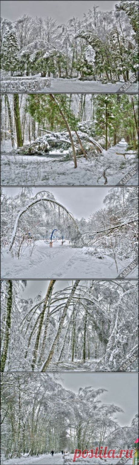 2011-01-10 - 2. Бирюлёвский дендропарк - после снегопада