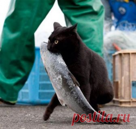 Лапы загребущие: любителям котов