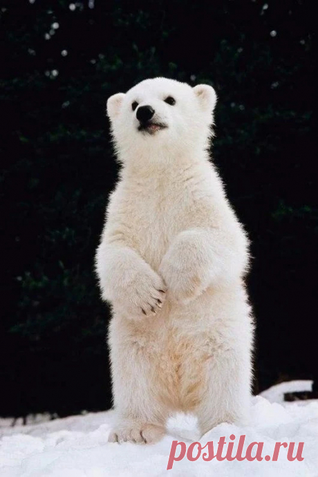 Мишка косолапый / cute bear – Google+