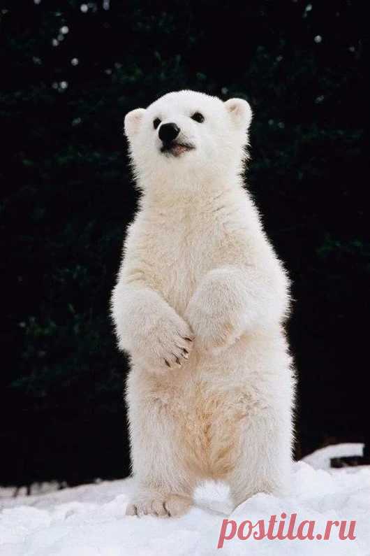 Мишка косолапый / cute bear – Google+